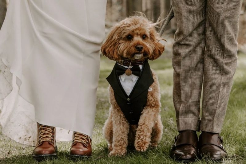 The Most Beautiful Ways to Include Your Pet on Your Wedding Day